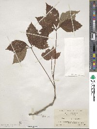 Parthenocissus quinquefolia image