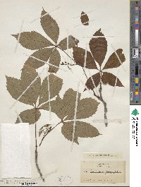 Parthenocissus quinquefolia image