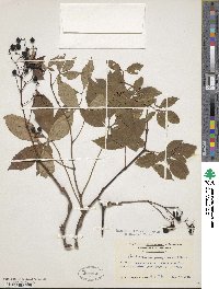 Parthenocissus quinquefolia image