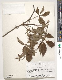 Parthenocissus quinquefolia image