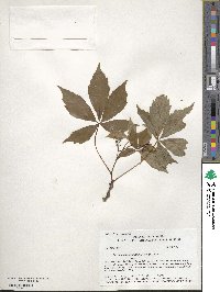 Parthenocissus quinquefolia image