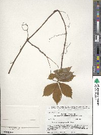 Parthenocissus quinquefolia image