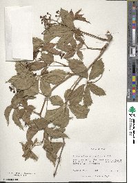 Parthenocissus quinquefolia image