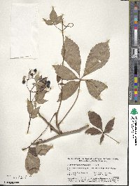 Parthenocissus quinquefolia image