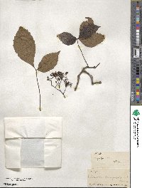 Parthenocissus quinquefolia image