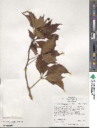 Parthenocissus quinquefolia image