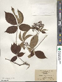 Parthenocissus quinquefolia image