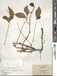 Parthenocissus quinquefolia image