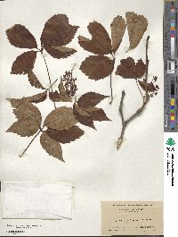 Parthenocissus quinquefolia image