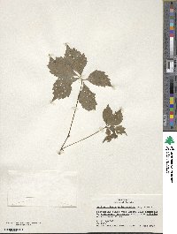 Parthenocissus quinquefolia image