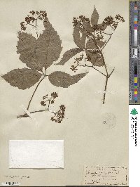 Parthenocissus quinquefolia image