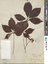 Parthenocissus quinquefolia image