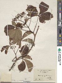 Parthenocissus quinquefolia image