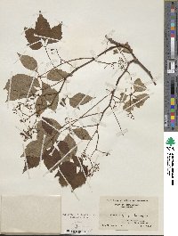 Parthenocissus quinquefolia image