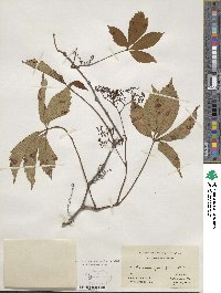 Parthenocissus quinquefolia image