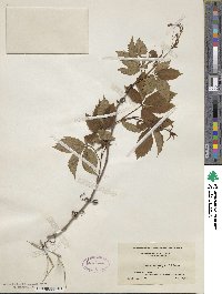 Parthenocissus quinquefolia image