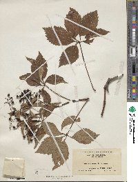 Parthenocissus quinquefolia image