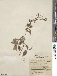 Parthenocissus quinquefolia image