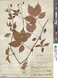 Parthenocissus quinquefolia image