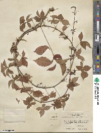 Parthenocissus quinquefolia image