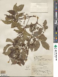 Parthenocissus quinquefolia image