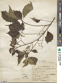 Parthenocissus quinquefolia image