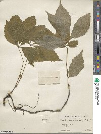 Parthenocissus quinquefolia image