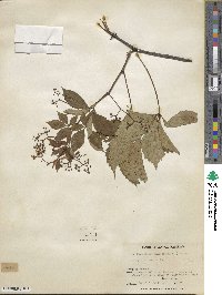 Parthenocissus quinquefolia image