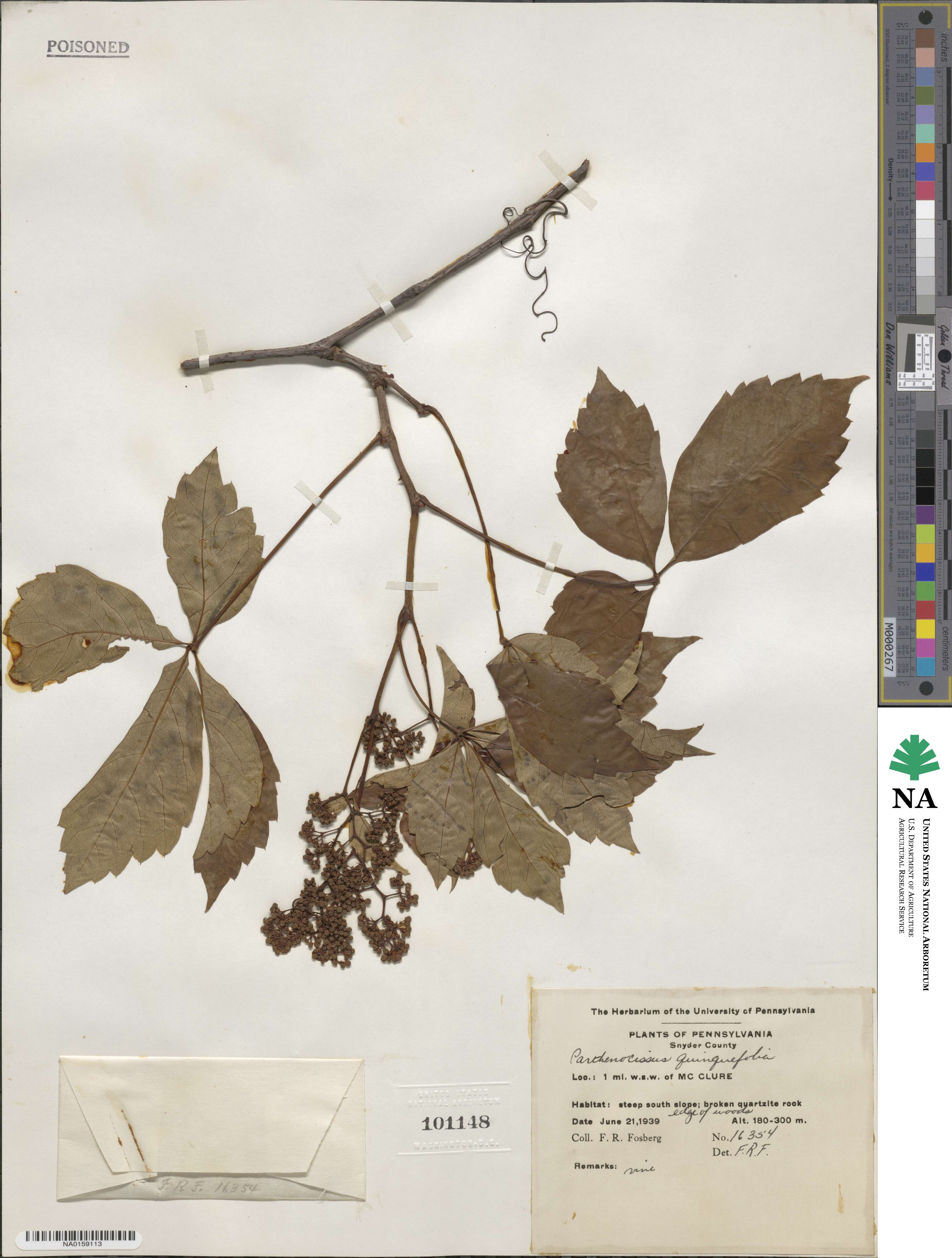 Parthenocissus quinquefolia image