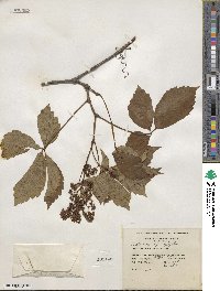 Parthenocissus quinquefolia image