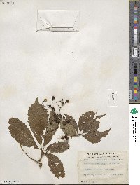 Parthenocissus quinquefolia image