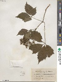 Parthenocissus quinquefolia image