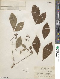 Parthenocissus quinquefolia image