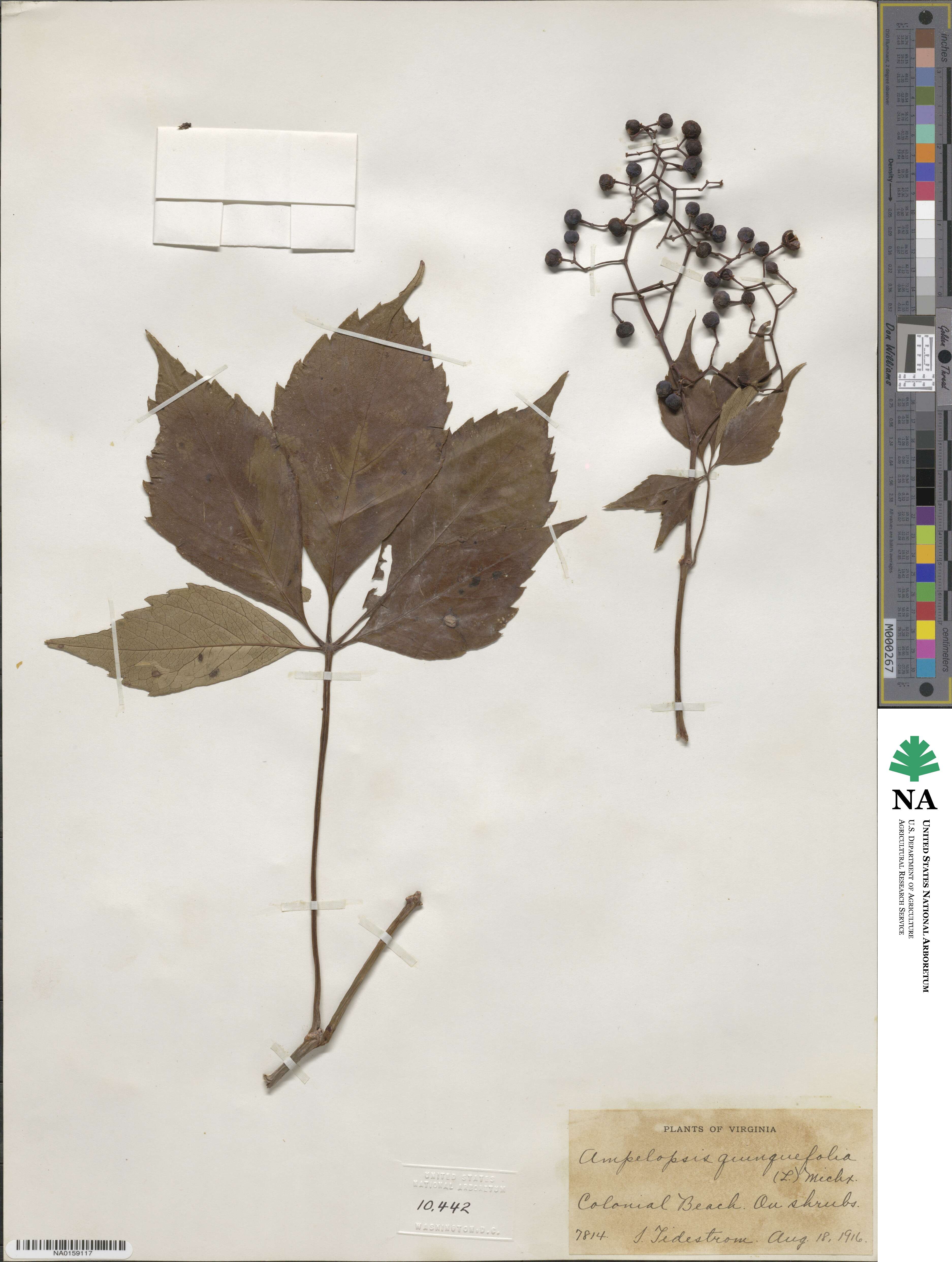 Parthenocissus quinquefolia image