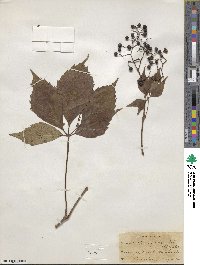 Parthenocissus quinquefolia image