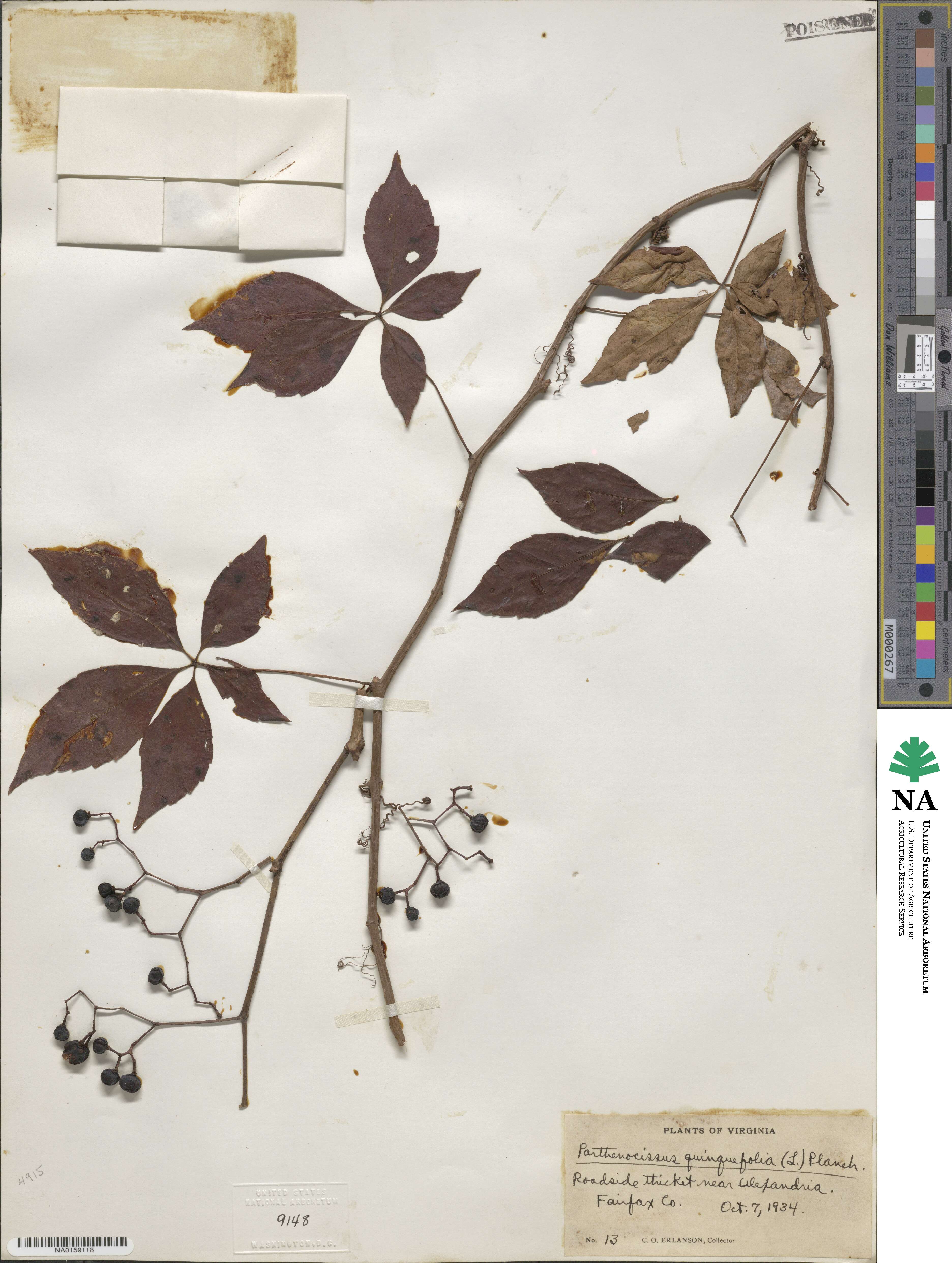 Parthenocissus quinquefolia image