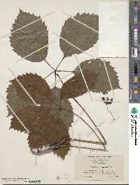 Parthenocissus quinquefolia image