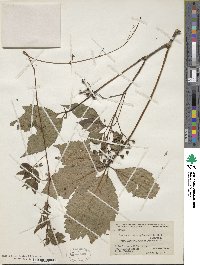 Parthenocissus quinquefolia image