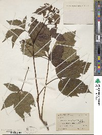 Parthenocissus quinquefolia image