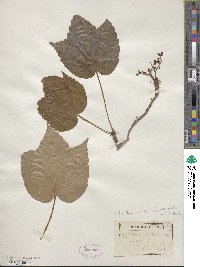 Parthenocissus tricuspidata image