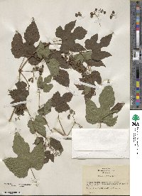 Parthenocissus tricuspidata image