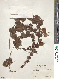 Parthenocissus tricuspidata image