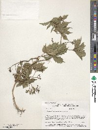 Parthenocissus inserta image