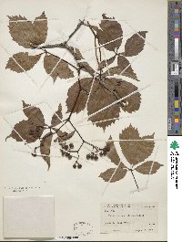 Parthenocissus inserta image