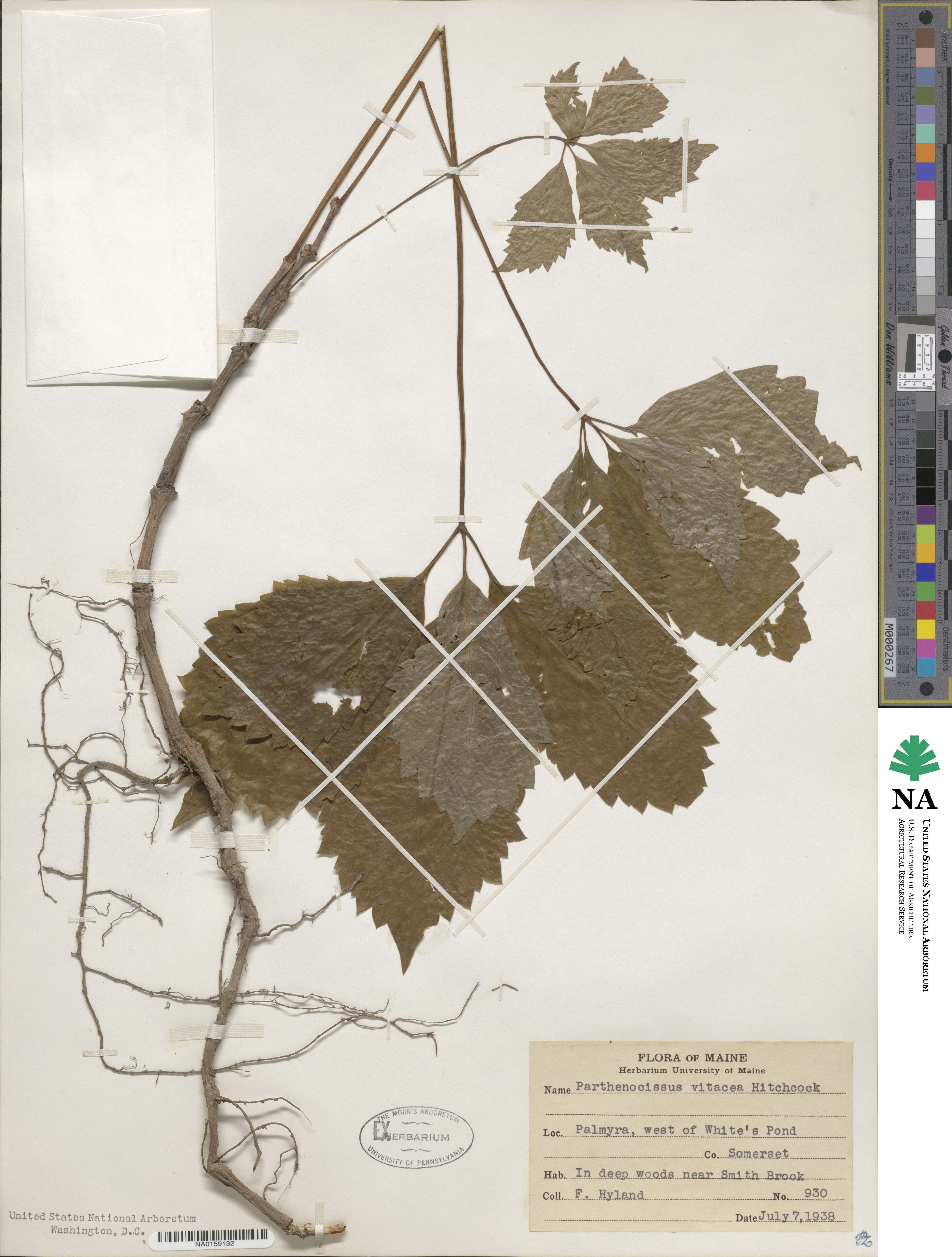 Parthenocissus inserta image