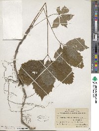 Parthenocissus inserta image