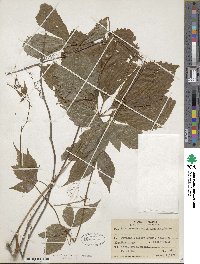 Parthenocissus inserta image