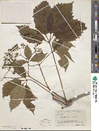 Parthenocissus inserta image