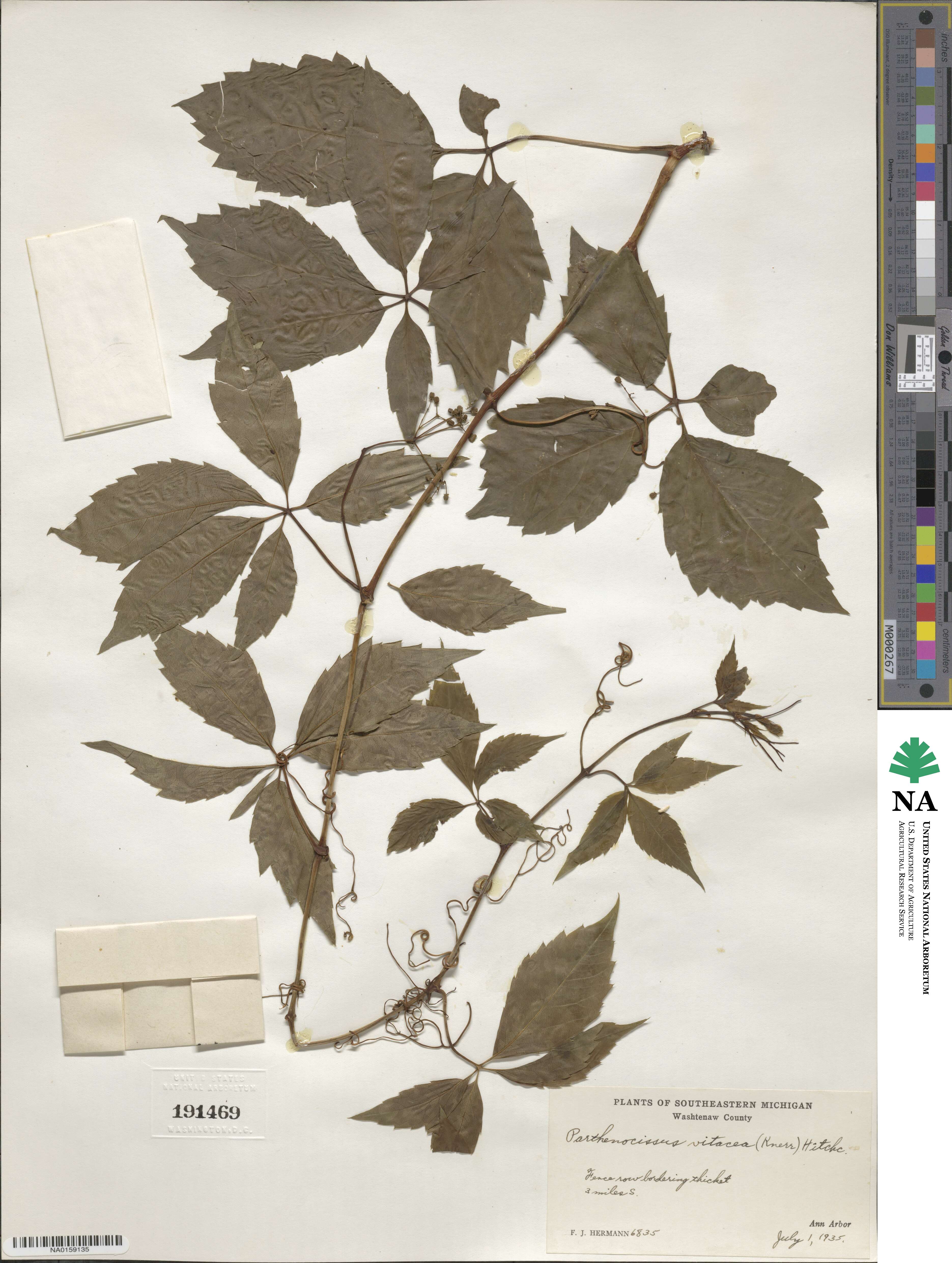 Parthenocissus inserta image