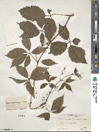 Parthenocissus inserta image